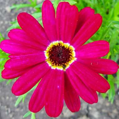Argyranthemum
