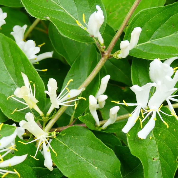 plant image 1671979