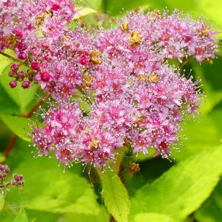 Plant image Spiraea japonica 'Double Play Big Bang'