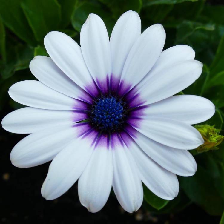 Plant image Osteospermum Ecklonis 'Akila White Purple Eye'