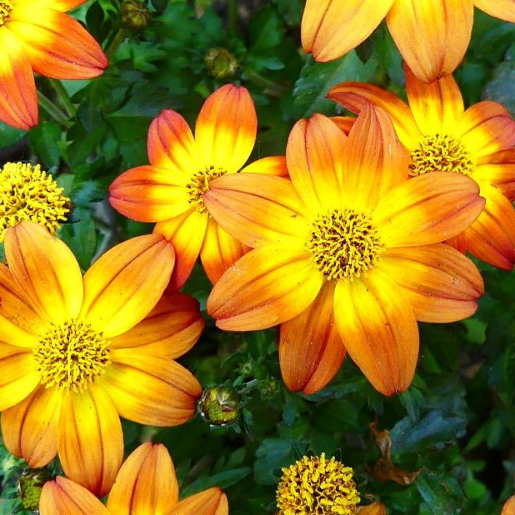 plant image 1672701