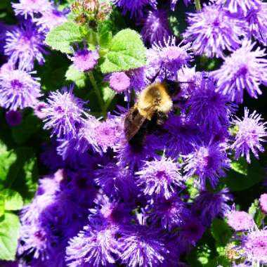 Ageratum houstonianum 'Agsantis' (Artist Basso Series) syn. Ageratum houstonianum 'Artist Basso Blue'