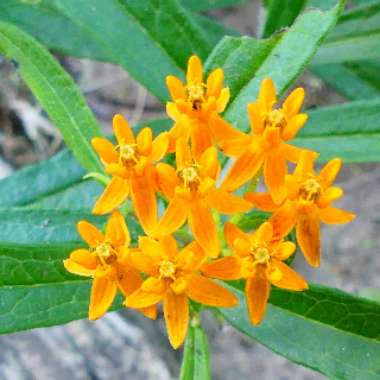 Asclepias tuberosa