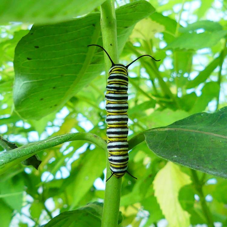 plant image 1687422 plant image 1687422