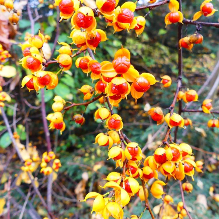 Plant image Celastrus orbiculatus 'Diana'