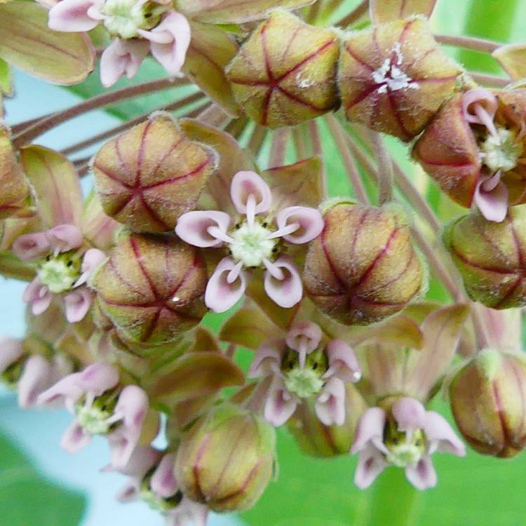 plant image 1715197 plant image 1715197