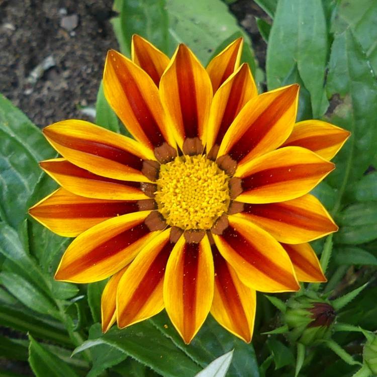 plant image 1719161 plant image 1719161