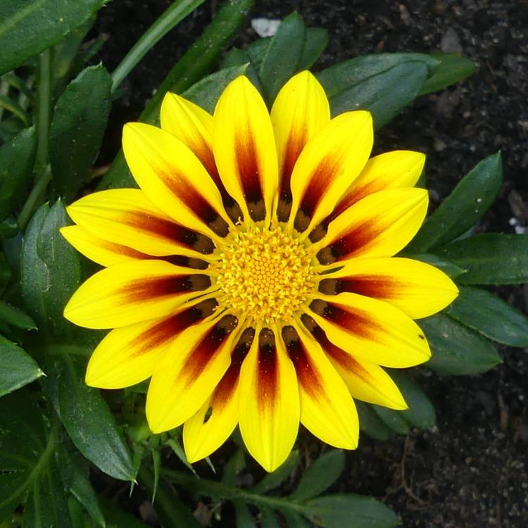 plant image 1719162 plant image 1719162