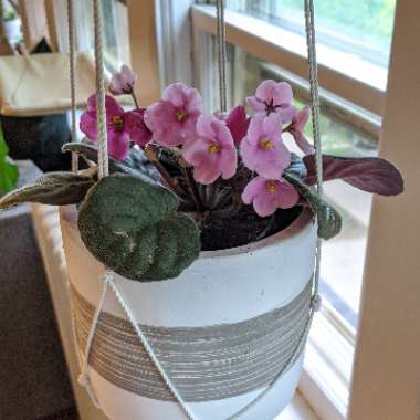 Streptocarpus sect. Saintpaulia  syn. Saintpaulia