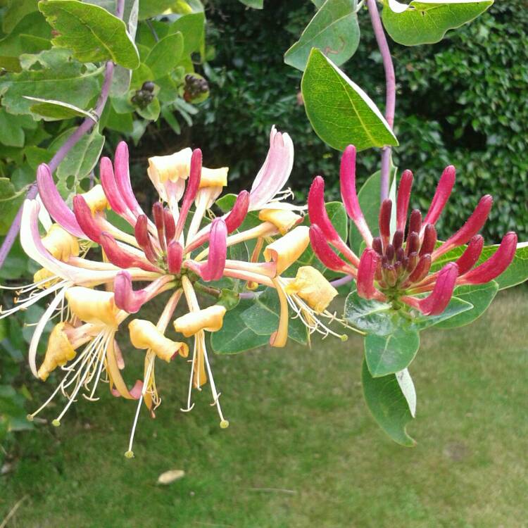 Plant image Lonicera periclymenum 'Belgica Select'