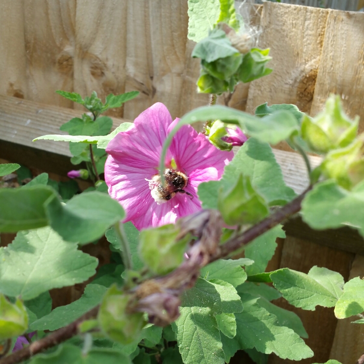 Plant image Lavatera x clementii 'Rosea'
