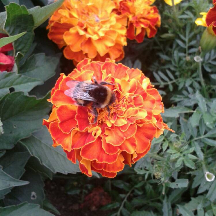 plant image 218542