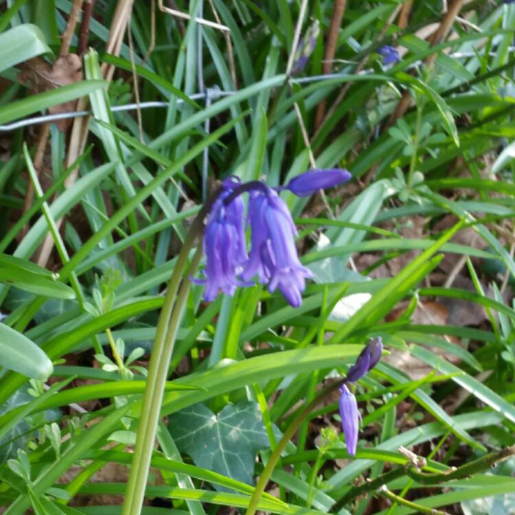 plant image 364717
