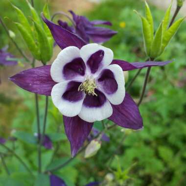 Charlotte's garden