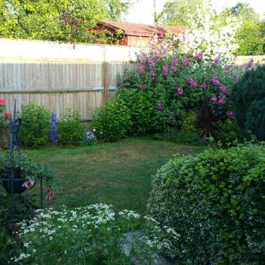 Charlotte's garden
