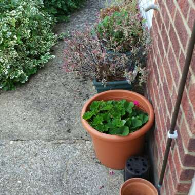 Charlotte's garden