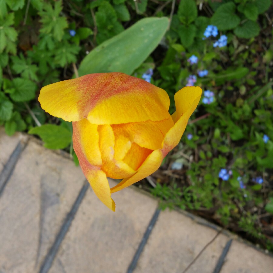 Plant image Tulipa 'Elegans Rubra'