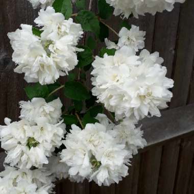 Charlotte's garden