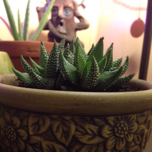Plant image Haworthiopsis coarctata var. coarctata syn. Haworthia coarctata, Haworthia resendeana