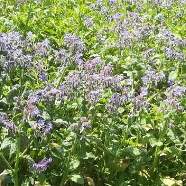 Borago officinalis