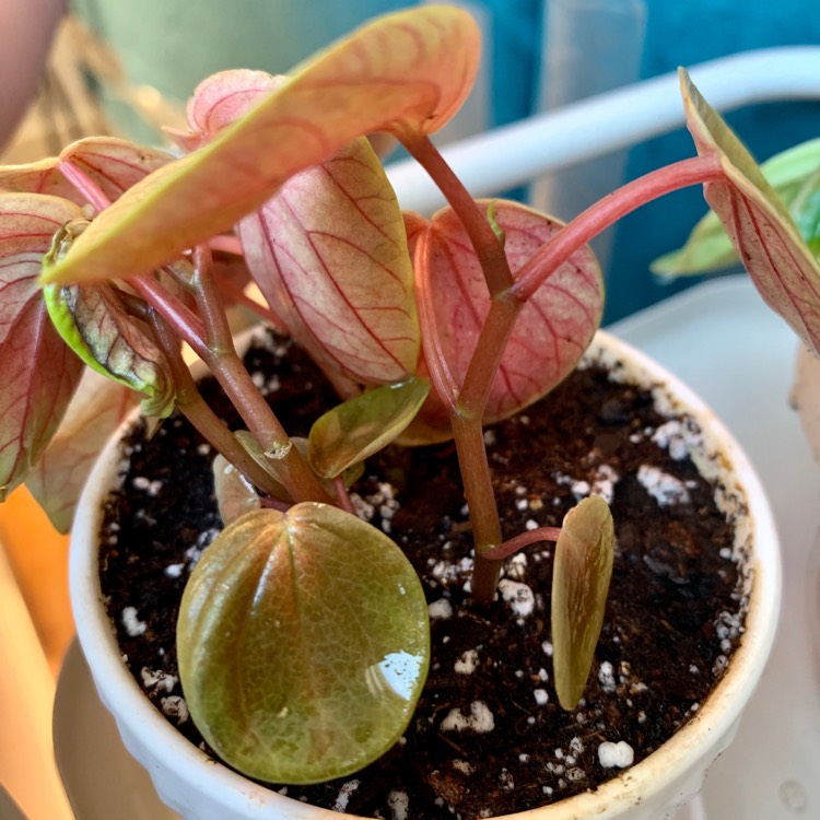 Plant image Peperomia 'Harmony's Great Pumpkin'