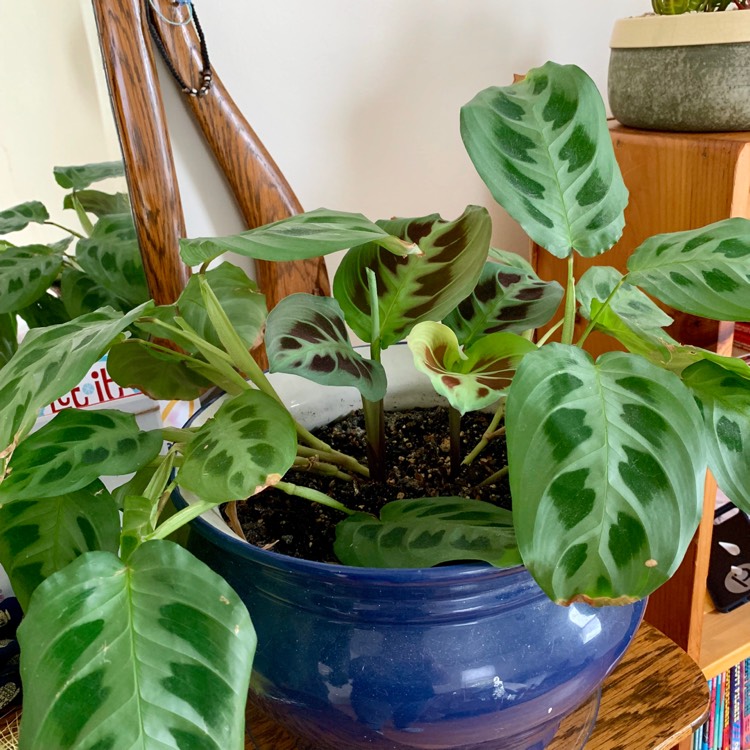 plant image 938814