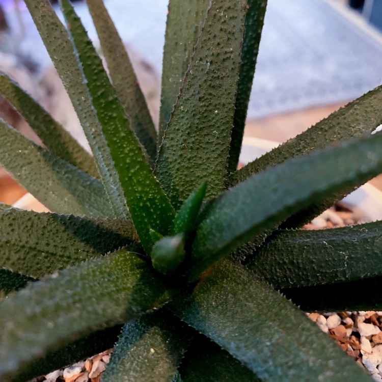 Plant image Haworthiopsis attenuata var. radula syn. Haworthia attenuata var. radula, Haworthia radula