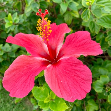 Hibiscus