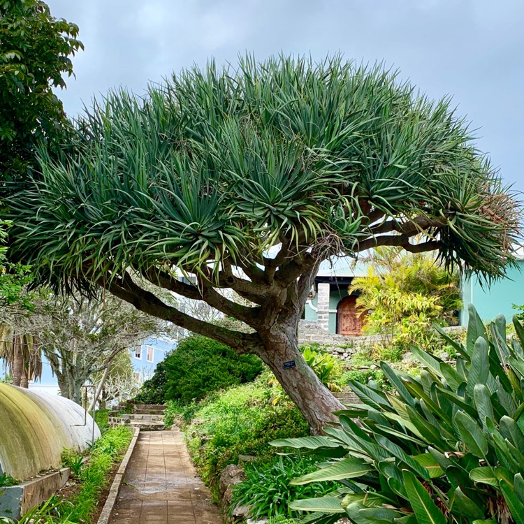 Plant image Dracaena Draco