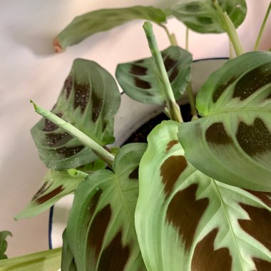 Maranta Leuconeura