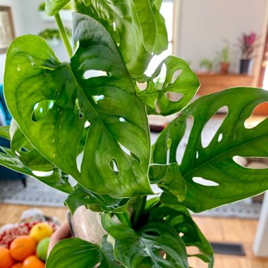 Monstera adansonii