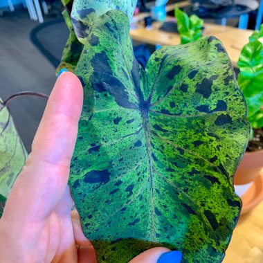 Colocasia esculenta 'Mojito'