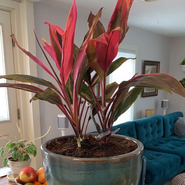 Cordyline Fruticosa 'Red Sister'