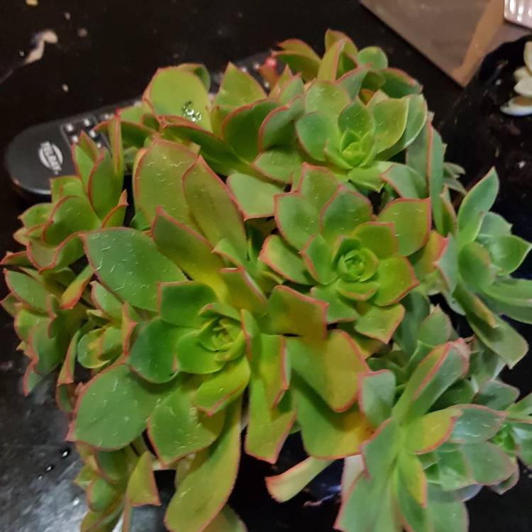 plant image 793782