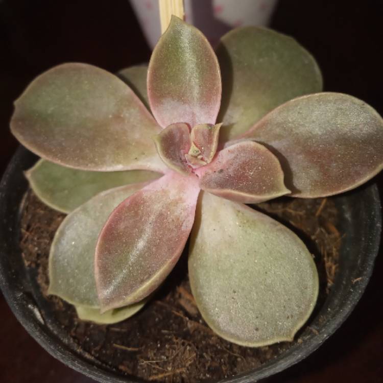 plant image 1465472