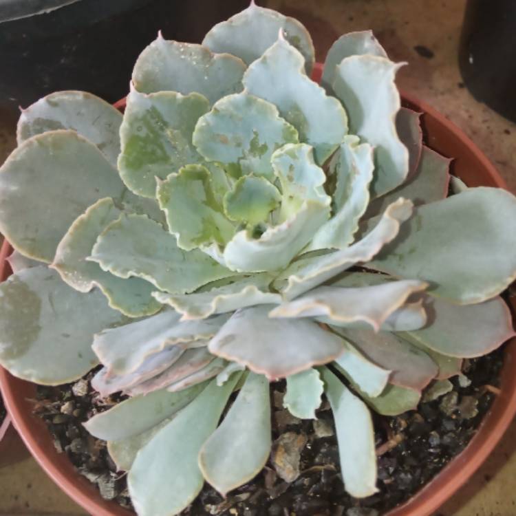 plant image 1468062