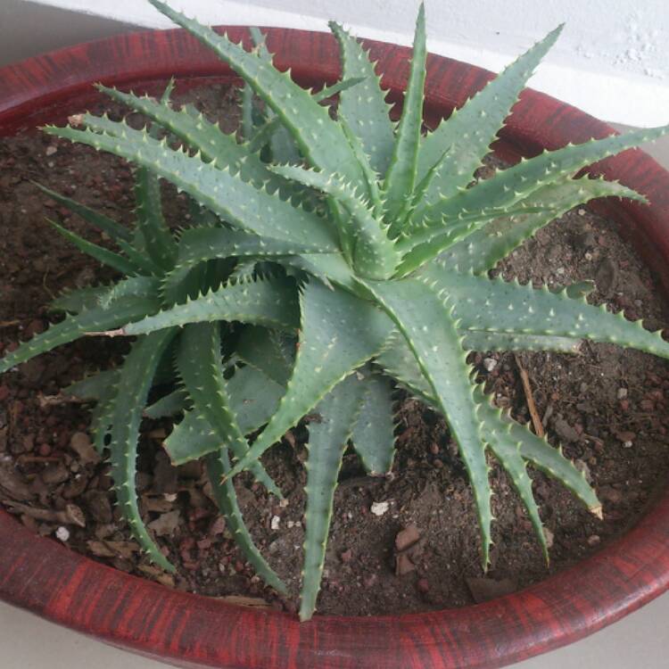 Plant image Aloe Spinosissima