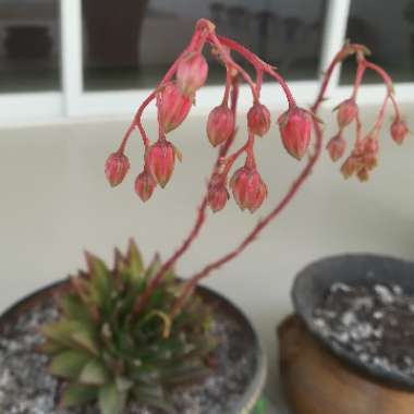 Echeveria Agavoides Red Edge