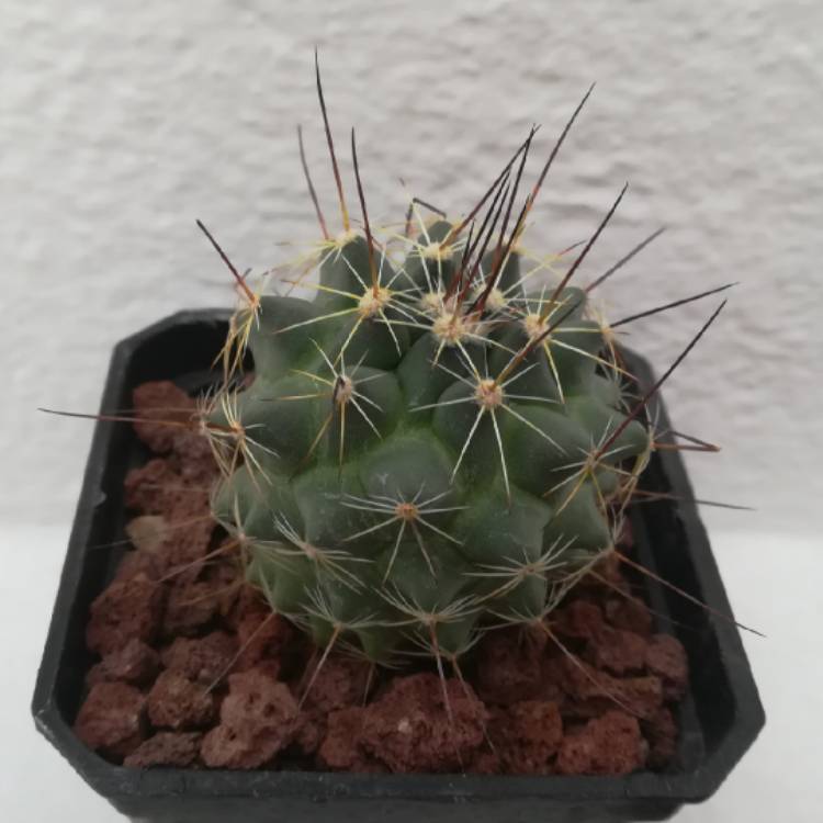 Plant image Mammillaria melanocentra subsp. rubrograndis