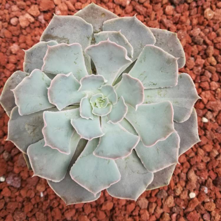 plant image 781692