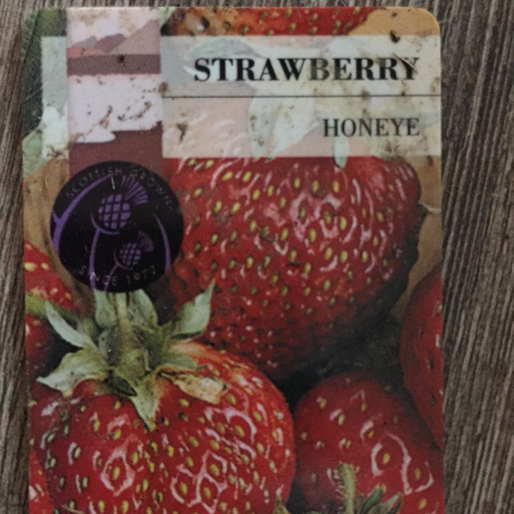 Plant image Fragaria x ananassa 'Honeoye'