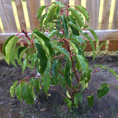 Prunus lusitanica 'Angustifolia'