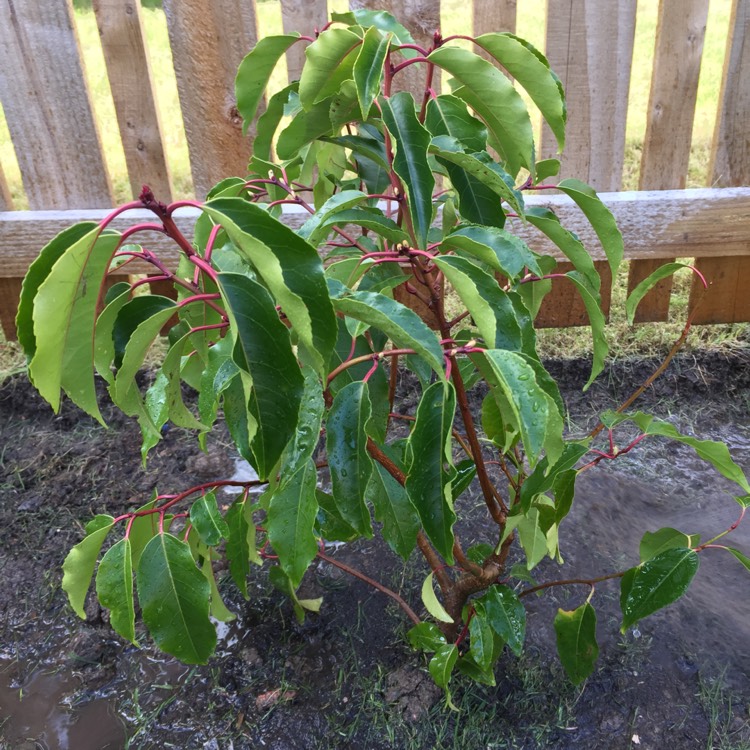 plant image 372855