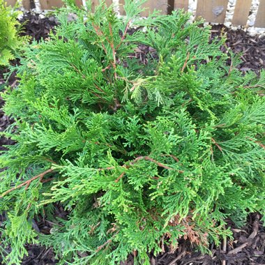 Eva's garden