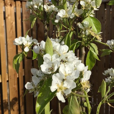 Pear