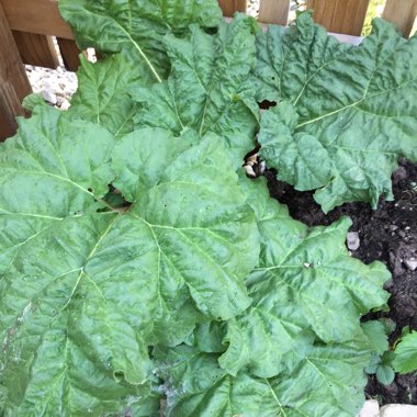Rhubarb