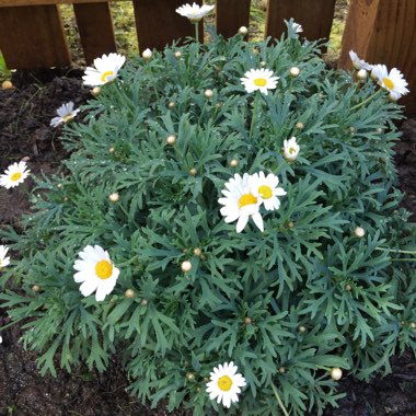 Marguerite Daisy Madeira 'White Improved'