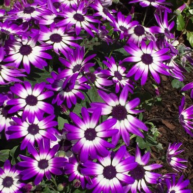 Florist's Cineraria 'Senetti Blue Bicolor'