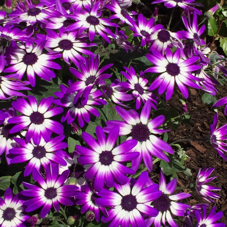 plant image 385762