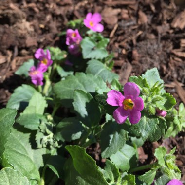 Bacopa Cabana 'Pink'